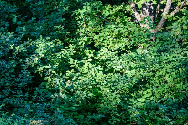 Floresta de verão abstrata — Fotografia de Stock