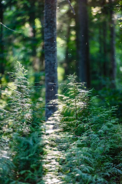 Абстрактный летний лес — стоковое фото