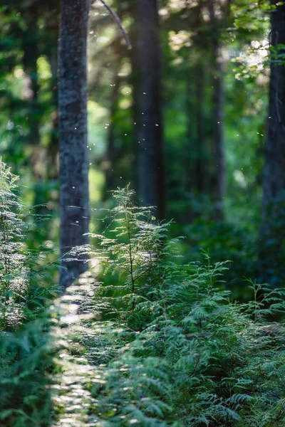 Soyut yaz orman — Stok fotoğraf