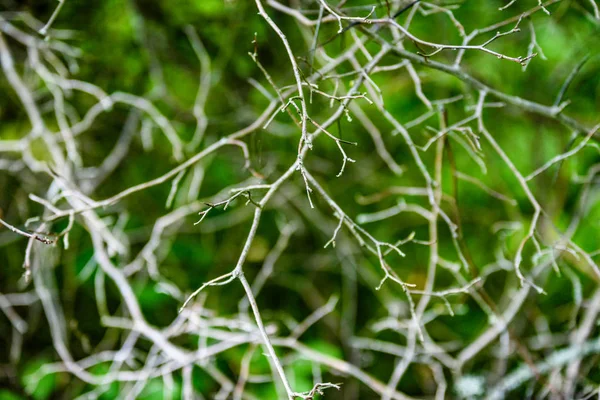 Foresta estiva astratta — Foto Stock