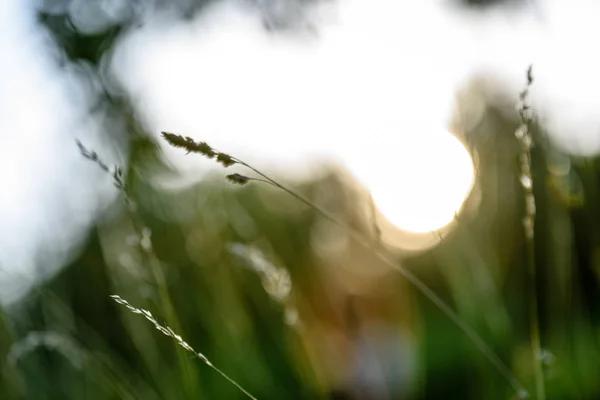 Абстрактная пышность летних цветов и согнутых под вечерним солнцем — стоковое фото