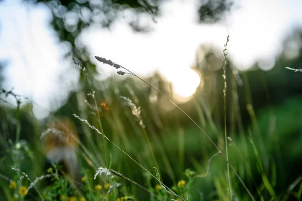 Abstract lush of summer flowers and bents in evening sun — Stock Photo, Image