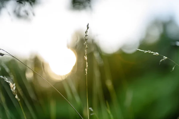 夏の花と夕日に bents の緑豊かな抽象化します。 — ストック写真