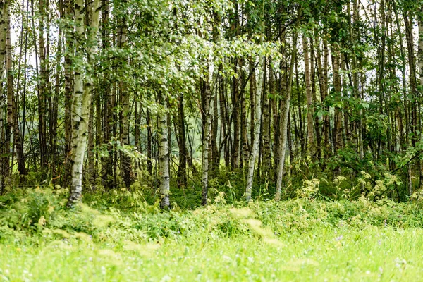 Bosque de verano abstracto — Foto de Stock