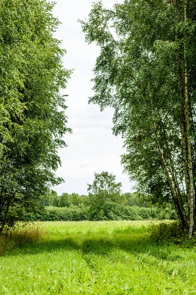 抽象的な夏の森 — ストック写真
