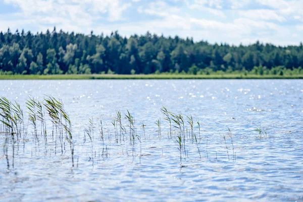 Gölün su çim ile bulutlu gün