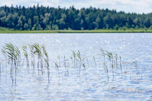 Gölün su çim ile bulutlu gün
