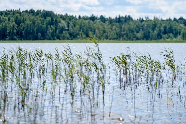 Gölün su çim ile bulutlu gün