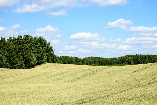Buğday tarlası ve bulutlu yaz manzarası