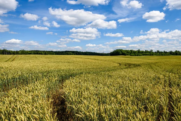 Letní krajina s pšeničným polem a mraky — Stock fotografie