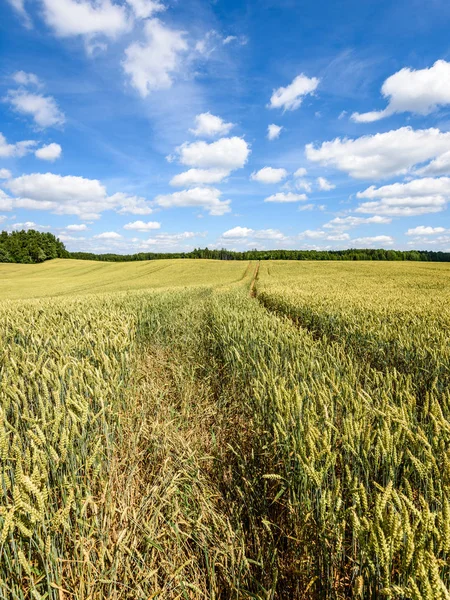 Buğday tarlası ve bulutlu yaz manzarası