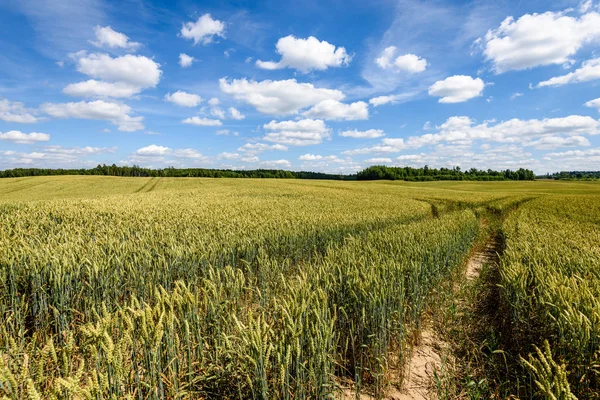 Buğday tarlası ve bulutlu yaz manzarası