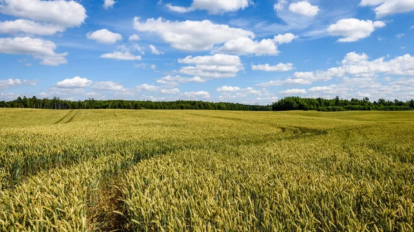 Sommerlandschaft mit Weizenfeld und Wolken — Stockfoto
