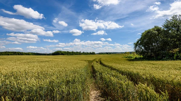 Sommerlandschaft mit Weizenfeld und Wolken — Stockfoto