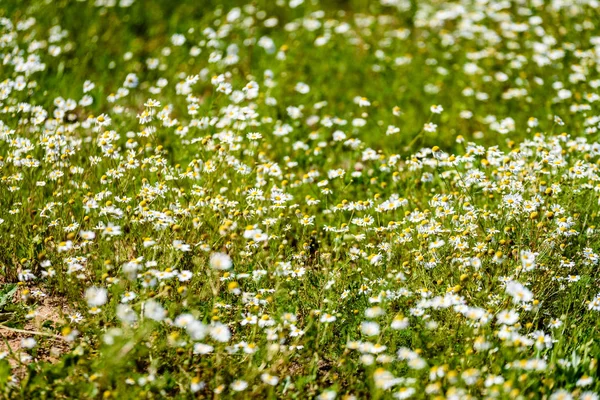 Weiße Frühlingsblumen auf grünem Hintergrund — Stockfoto