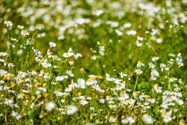 녹색 배경에 흰색 봄 꽃 — 스톡 사진