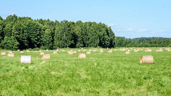 Campo de verano con rollos de heno —  Fotos de Stock