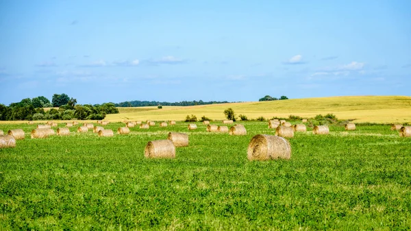 Summer field with rolls of hay — Stock Photo, Image