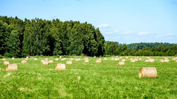 Campo de verano con rollos de heno —  Fotos de Stock