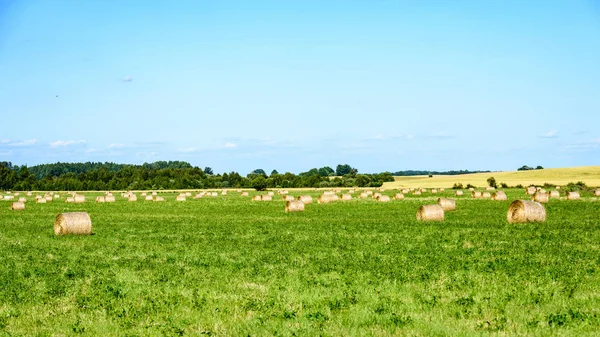 Летнее поле с рулонами сена — стоковое фото