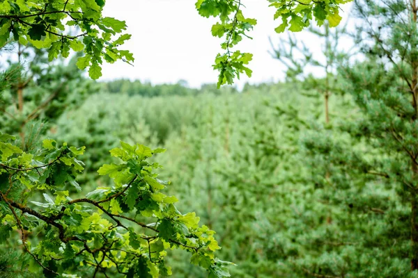 Abstraktní letní forest — Stock fotografie