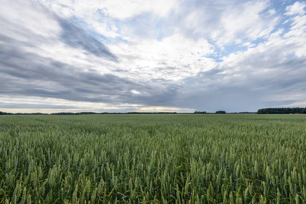 Buğday tarlası ve bulutlu yaz manzarası