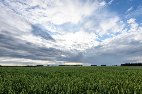 Paisaje de verano con campo de trigo y nubes — Foto de Stock