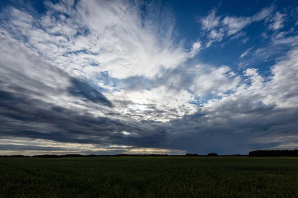 Buğday tarlası ve bulutlu yaz manzarası