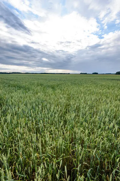 Buğday tarlası ve bulutlu yaz manzarası
