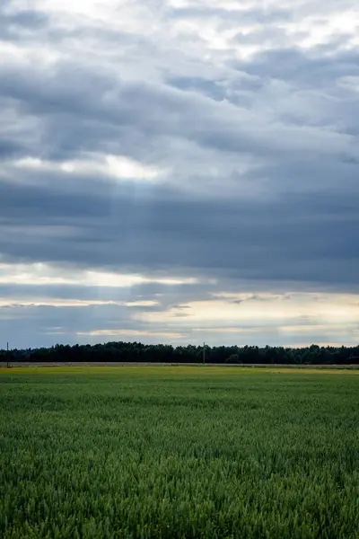 Buğday tarlası ve bulutlu yaz manzarası
