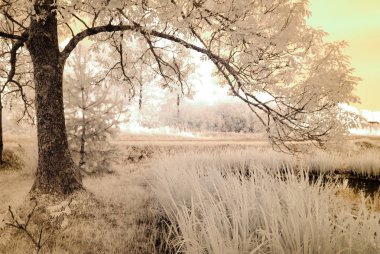 kırsal alanları ve ormanları. kızılötesi görüntü