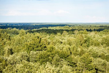Sisli ormanın panoramik manzarası. uzak ufuk