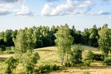 Sisli ormanın panoramik manzarası. uzak ufuk
