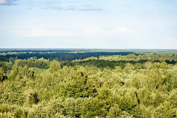 Panoramisch uitzicht op mistig bos. verre horizon — Stockfoto