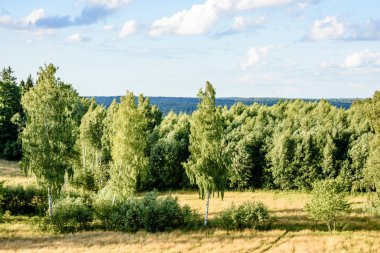 Sisli ormanın panoramik manzarası. uzak ufuk
