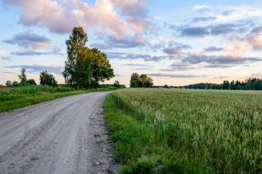 sabah güneş ışınları ile köy yolunda
