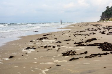 Sabah yalnız ağaçlar ile fırtınalı bir plaj görünümünü