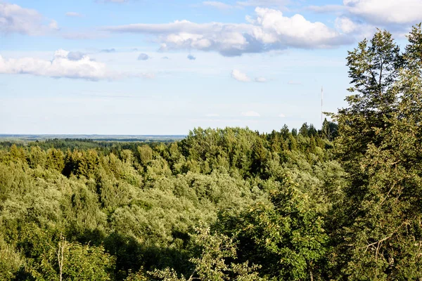 Panoramisch uitzicht op mistig bos. verre horizon — Stockfoto