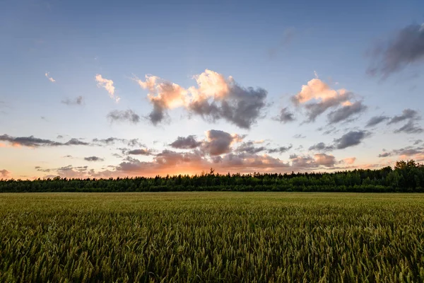 Countryside fields in summer with dramatic sunset — Stock Photo, Image