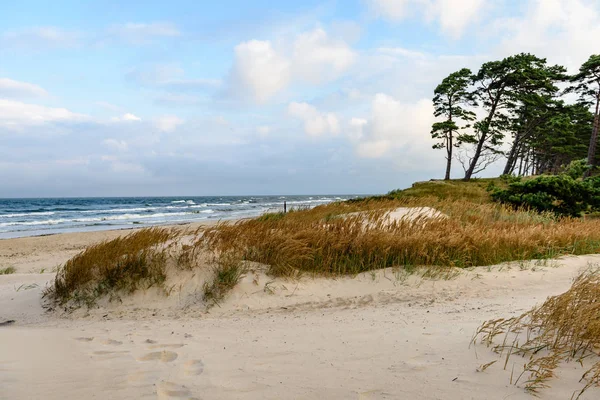 Vista de uma praia tempestuosa de manhã com árvores solitárias — Fotografia de Stock