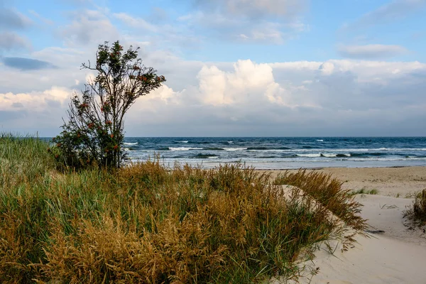 Vista de uma praia tempestuosa de manhã com árvores solitárias — Fotografia de Stock