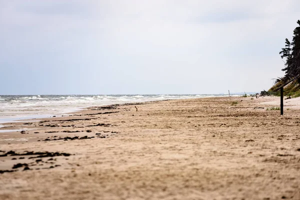 Вид на бурхливий пляж вранці з самотніми деревами — стокове фото