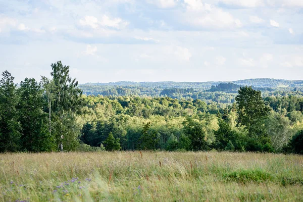 Panoramic view of misty forest. far horizon Stock Image