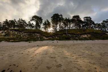 Sabah yalnız ağaçlar ile fırtınalı bir plaj görünümünü