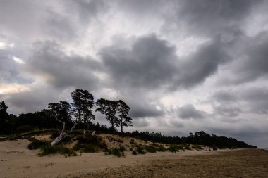 Sabah yalnız ağaçlar ile fırtınalı bir plaj görünümünü