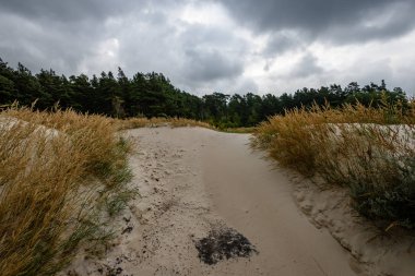 Sabah yalnız ağaçlar ile fırtınalı bir plaj görünümünü