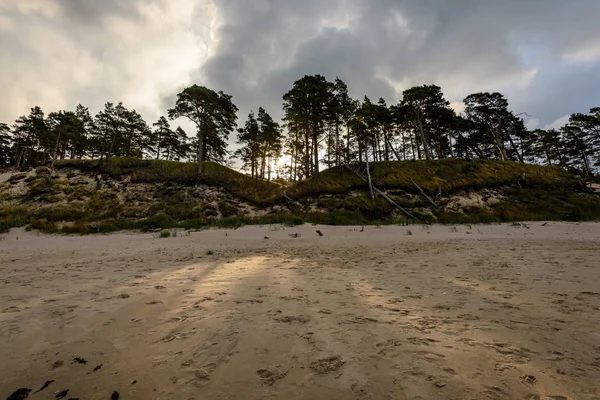 Sabah yalnız ağaçlar ile fırtınalı bir plaj görünümünü