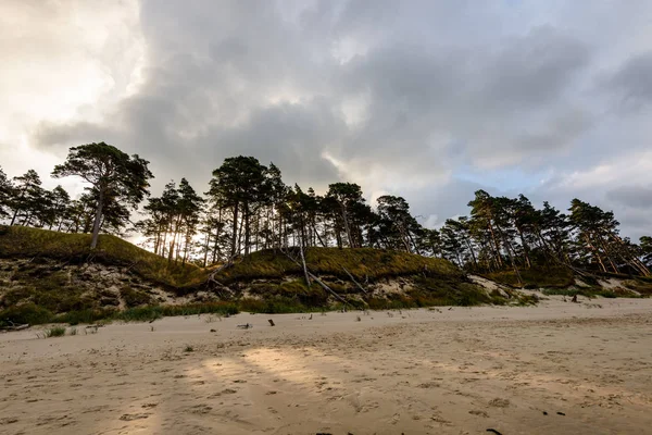 Sabah yalnız ağaçlar ile fırtınalı bir plaj görünümünü