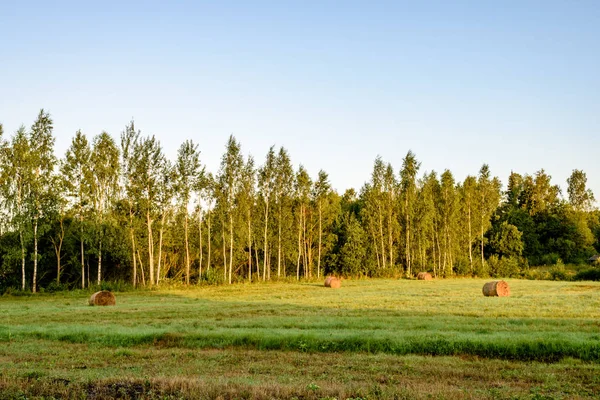 Krajinu polí v létě s rohlíky sena — Stock fotografie