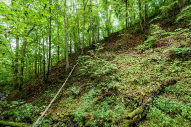 Yaz ormanı ağaçları. doğa yeşil ahşap güneş ışığı arka planı